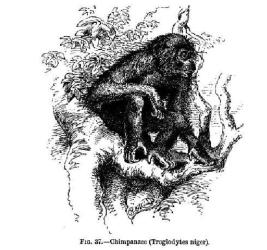 A Chimp from Wallace's 1889 book.